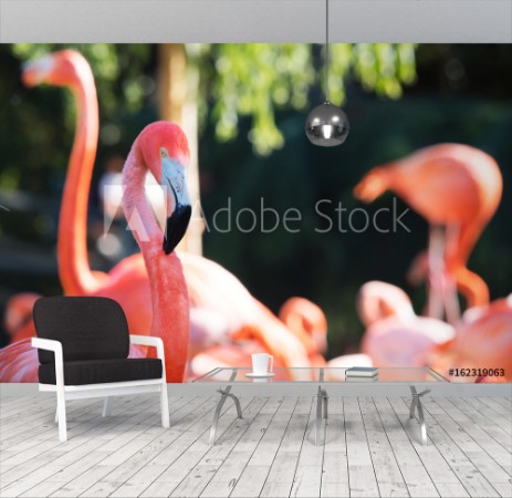 Picture of Pink flamingo in nature